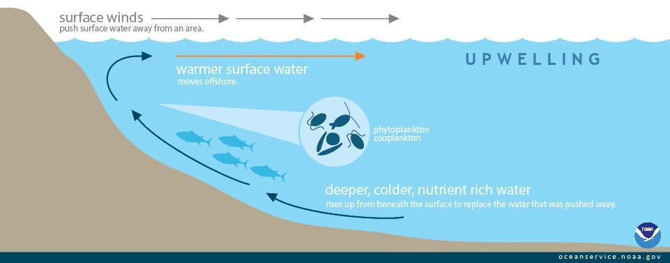 Upwelling Coastal winds bring up nutrient rich water from the deep ocean.