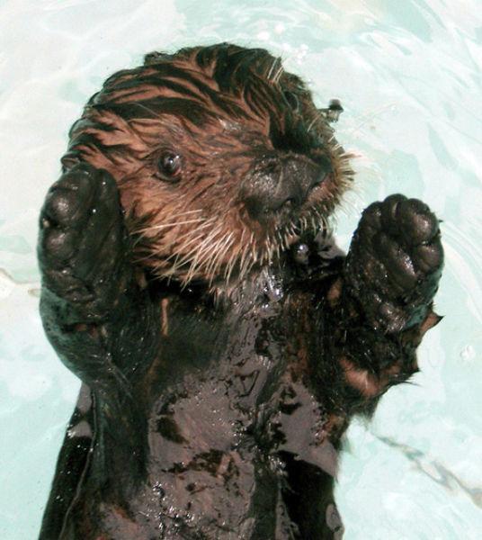 Oil spills are terrible for wildlife.