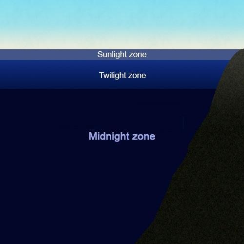Euphotic Zone The Euphotic zone is the top 200 meters of the ocean.