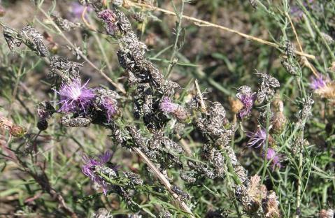 cardui release (Canada thistle), A.