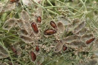 Our collection season may not coincide with more temperate climates, so (Hemlock moth pupae) we have developed methods to ensure establishment at your location. Call us!