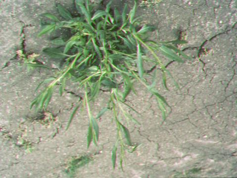 This plant in the immature stage bares little resemblance to the mature plant.