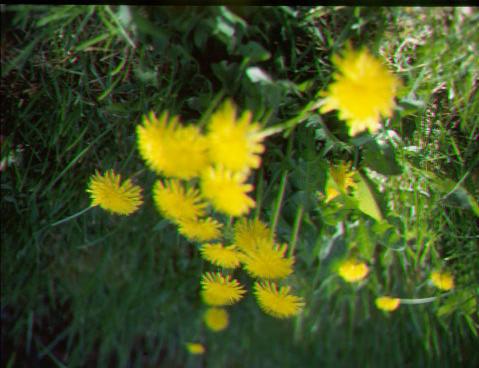 A dandelion plant at the time of