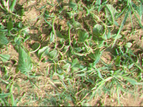 Pigweed after the application of a hormone-type