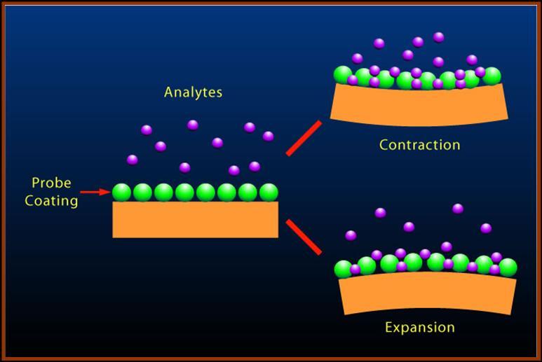 Molecular Sponge Expansion and Contraction of Probe Coating In microcantilevers, surface reaction (analytes being adsorbed at the surface) is not the only reaction that can take place.