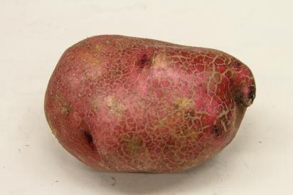 Russeting/Road Mapping Appearance of russet-like skin. Commonly found on smooth-skinned tubers.