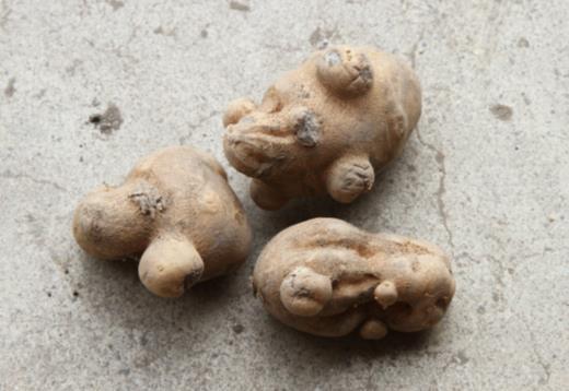Tuber Malformations Result of: Sudden growth interruption, rapid growth following a stress Bottleneck, dumbbell, or pointed