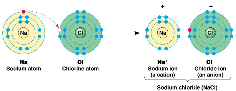 IONIC BOND Sodium loses an electron Chlorine gains that electron Octet rule is satisfied!