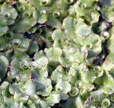 Liverwort Biology They are composed of a flat, branching thallus (gametophyte).