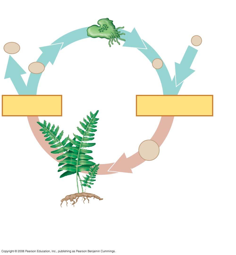 Fig. 29-5a n Mitosis n Gametophyte (n) Spore Gamete Gamete from another plant Mitosis