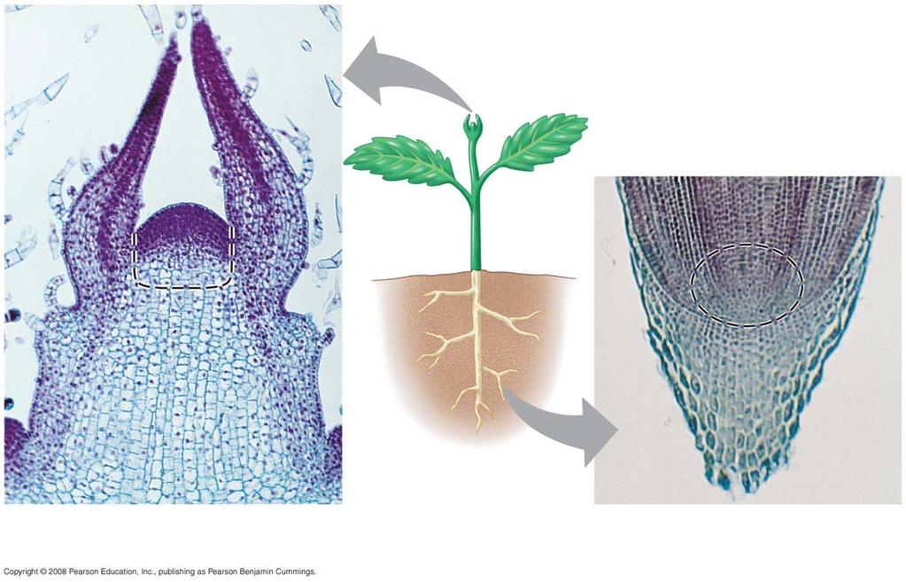 Fig. 29-5e Apical meristem of shoot Developing leaves