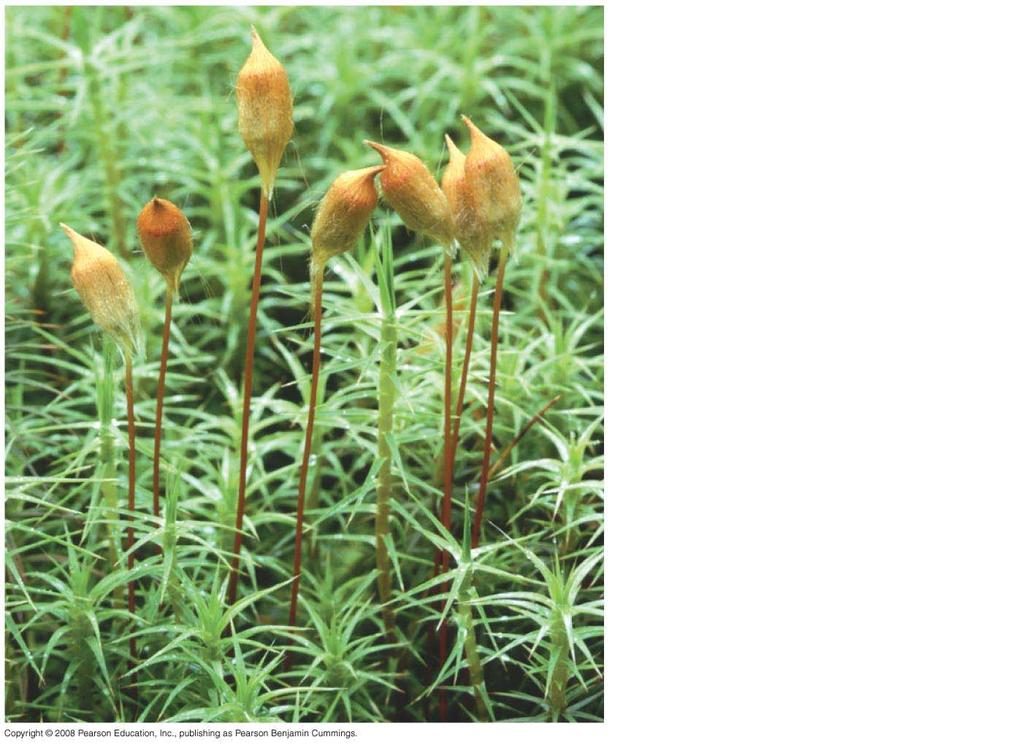 Fig. 29-9d Polytrichum commune, hairy-cap moss Capsule Seta