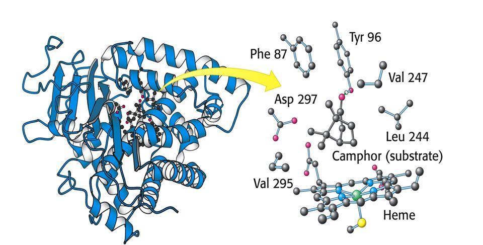 Features of active site 5 Substrates are bound to enzymes by