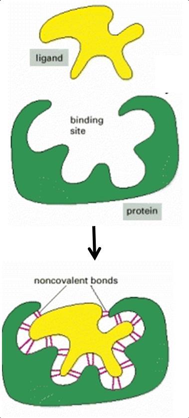 General properties of proteins The function of nearly all proteins depends on their ability to bind other molecules (ligands).