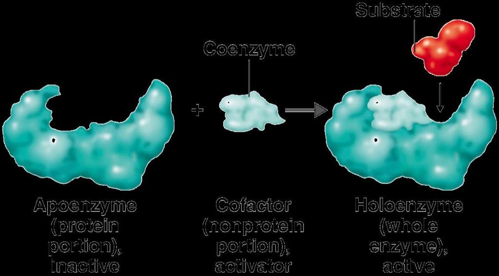 Enzyme Classification (structure) Simple vs.