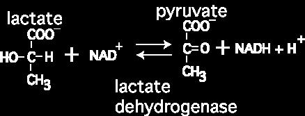 1a. Dehydrogenases Dehydrogenases catalyze hydrogen transfer from the substrate to a molecule known as