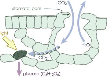 Plant Activity - Biosphere Plants convert CO2 to glucose and