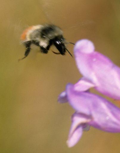 Bulletin of the American Penstemon Society The insects that visit penstemon flowers Sarah Kimball Department of Ecology and Evolutionary Biology, University of Arizona, Tucson, AZ 85721 Paul Wilson
