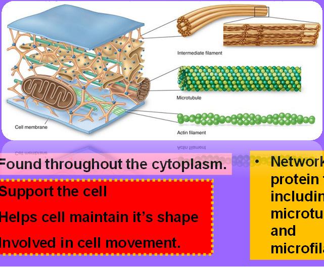 Nucleus Cytoskeleton Control center of the cell. Found throughout the cytoplasm. Support the cell Helps cell maintain it s shape Involved in cell movement.