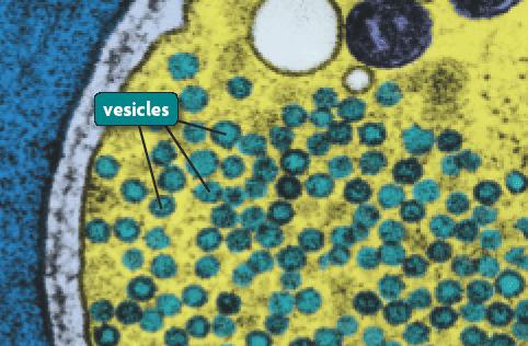 Stores and secretes chemicals from the cell. Smooth ER Rough ER Vesicles Vacuoles Transfer proteins from the ER to the Golgi. Formed to transported material from place to place in the cell.