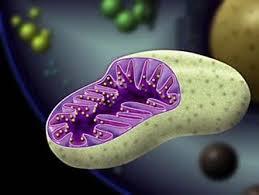 Mitochondria Energy Energy How much do you know? 1. Prokaryotes lack A. cytoplasm B.