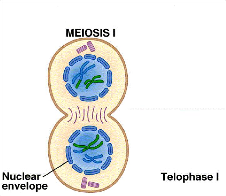 Telophase I does not occur in all cells.