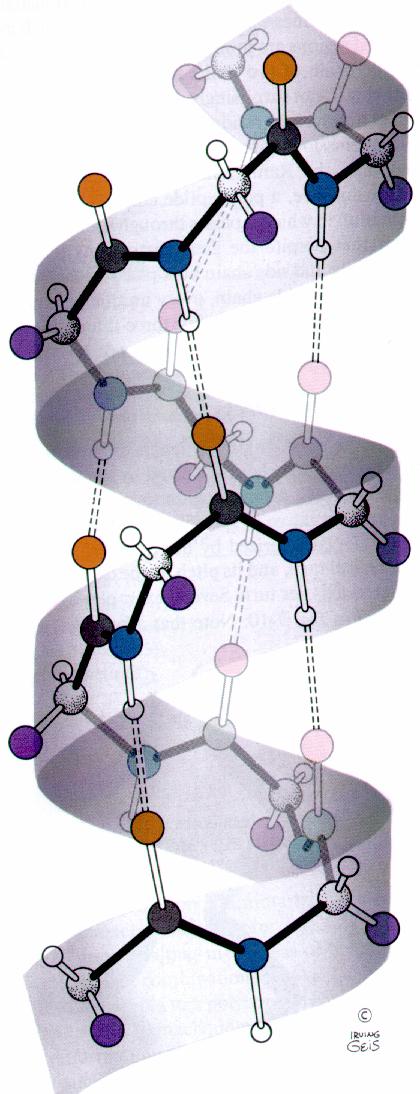 ydrogen Bonding: Proteins ydrogen bonding of the amide