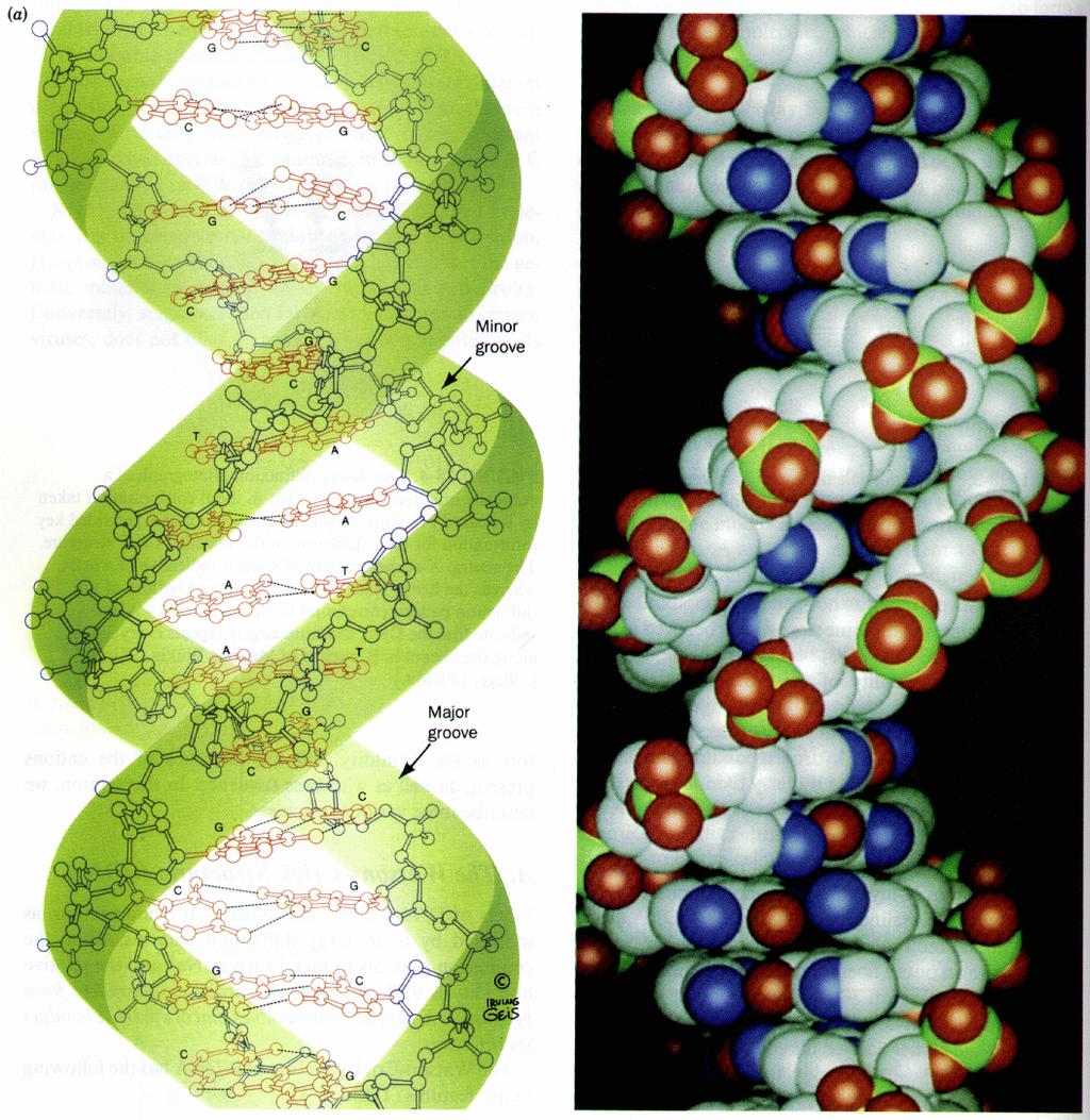 between the nucleic acid moieties: - 2 -bonds