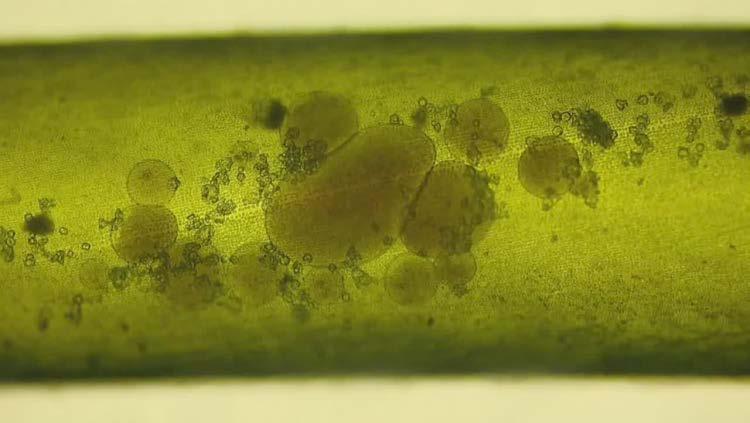 plants with layer of sterile cells Most algae Chara