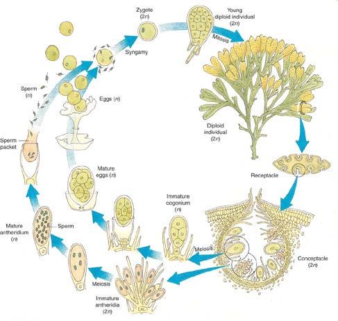(structure of the gametophyte