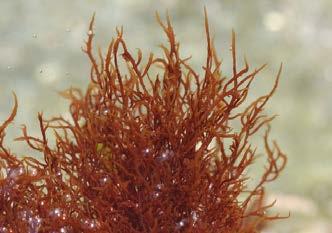 Red algae Marine algae, abundant in warm water Can grow in shallow or deep water Diverse body