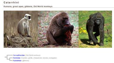 Primates Source: Tree of Life web project