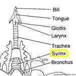 Avian Vocal Anatomy syrinx syringeal consists of membranes