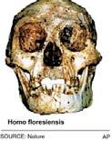 Flores skull