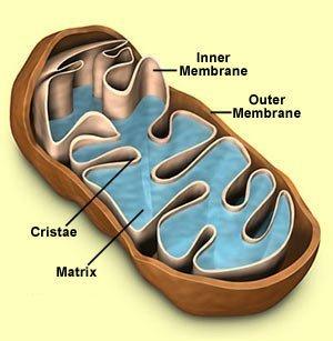 Mitochondrion Round or slipper shaped