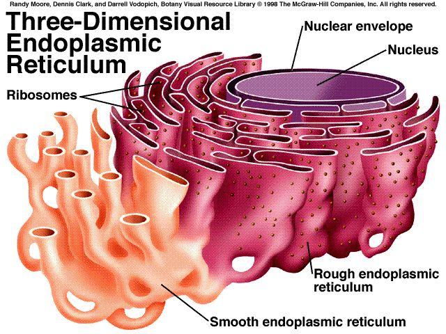 Endoplasmic reticulum A system of fluid-filled canals that serve as paths for the transport of
