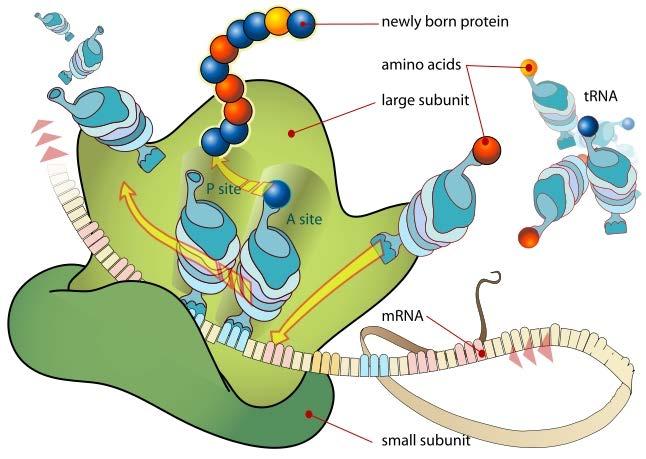 Ribosome Small particles in the cell where protein is made.
