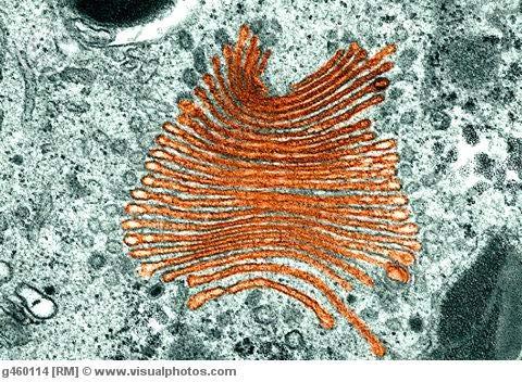 Golgi body Stacks of flattened membrane sacs that serve as processing,