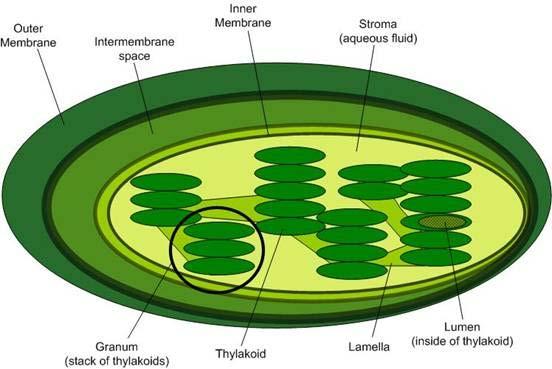 Thylakoid Disk Disk-shaped membrane structures in chloroplasts that
