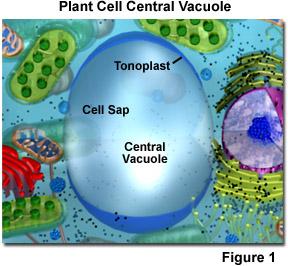 Vacuole Fluid-filled organelles used for storage. Large in the plant cell.
