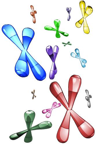 Chromosomes Long thin strands of