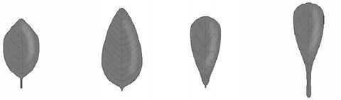 Parallel Pinnate Palmate Leaf Margin