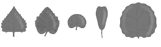 Leaf Shapes Linear Lanceolate Oblanceolate