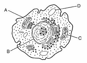 Which structure is made of a carbohydrate known as cellulose? 6. The diagram below represents a cell. 3. Within a eukaryotic cell, where is the DNA found?