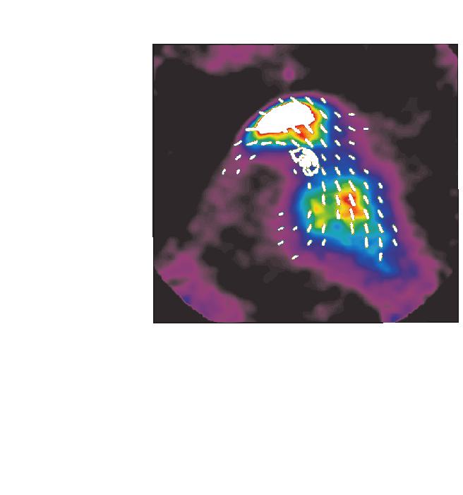The contour taken from the X-ray image shows the outer boundary of the X-ray plerion, where it merges with backgrounds, as it is seen with the HRC.