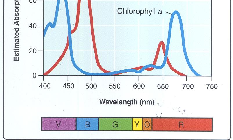chlorophyll absorbs & uses in photosynthesis