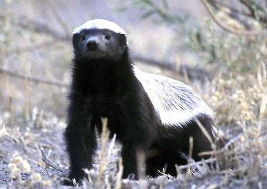 How should you score the Honey Badger +, --, 0, or RIP? What kind of relationship exists between the Honey Guide and Honey Badger? M. Mutualism PA. Parasitism C. Commensalism PR.
