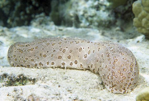 Case history #5: the Sea Cucumber and the Pearl Fish The Pearl Fish does not eat any part of the Sea Cucumber, and the Sea Cucumber does not seem to be bothered in any way by the Pearl Fish.