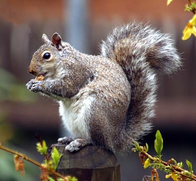 If the acorns lie on the ground, they are quickly eaten by blue jays, turkeys, doves, and insects.