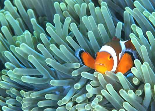 Case history #8: the Sea Anemone and the Clown Fish Sea Anemones are related to jellyfish. They have stinging cells they use to paralyze their food.